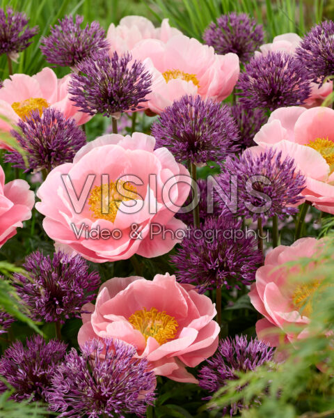 Paeonia Salmon Chiffon, Allium Powder Puff Paeonia Salmon Chiffon, Allium Powder Puff