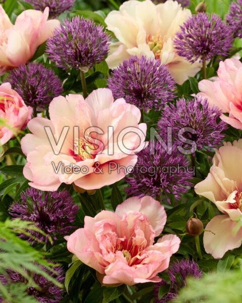 Paeonia Scrumdidlyumptious, Allium Powder Puff Paeonia Scrumdidlyumptious, Allium Powder Puff