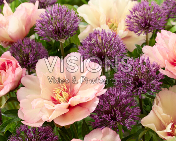 Paeonia Scrumdidlyumptious, Allium Powder Puff Paeonia Scrumdidlyumptious, Allium Powder Puff