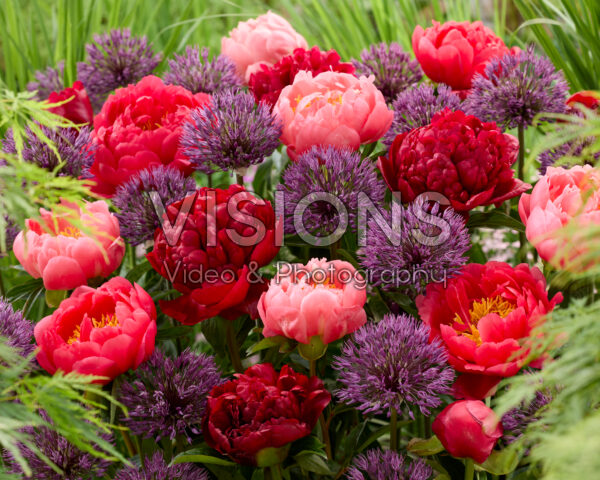 Peony and Allium mix Peony and Allium mix