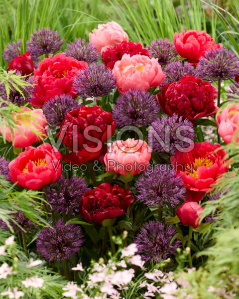 Peony and Allium mix Peony and Allium mix