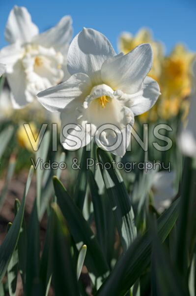 Narcissus Amos Pettingale Narcissus Amos Pettingale
