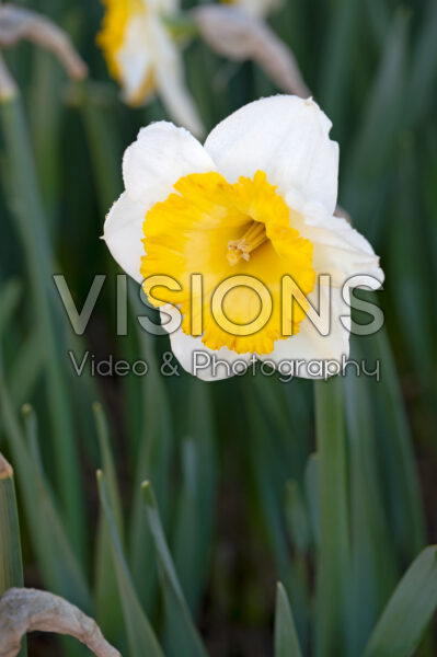 Narcissus Country Roads
Narcissus Country Roads