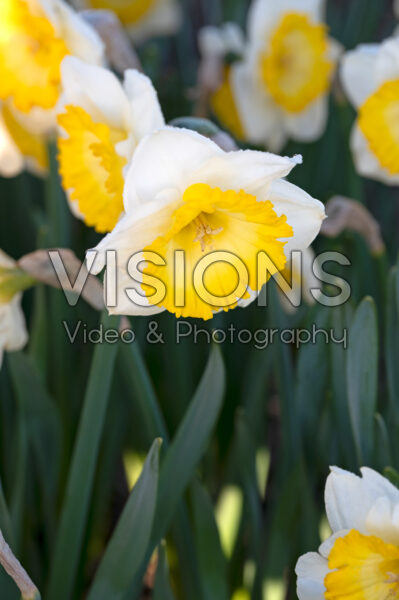 Narcissus Country Roads
Narcissus Country Roads