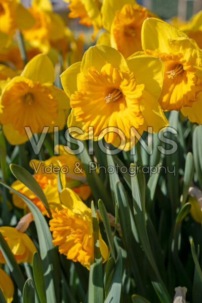 Narcissus Akita Narcissus Akita