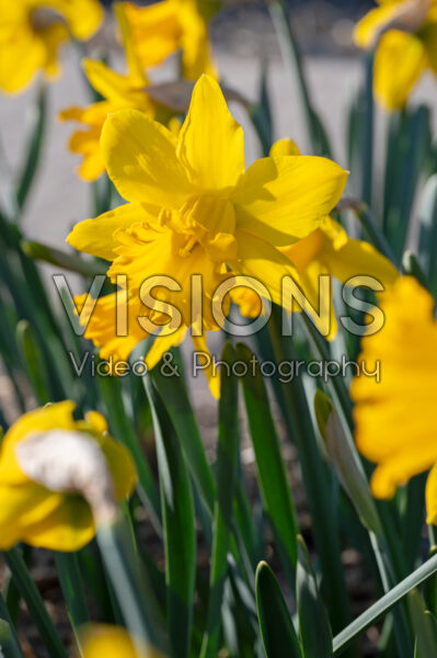 Narcissus Willems Choice Narcissus Willems Choice