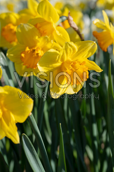 Narcissus Early Flame Narcissus Early Flame