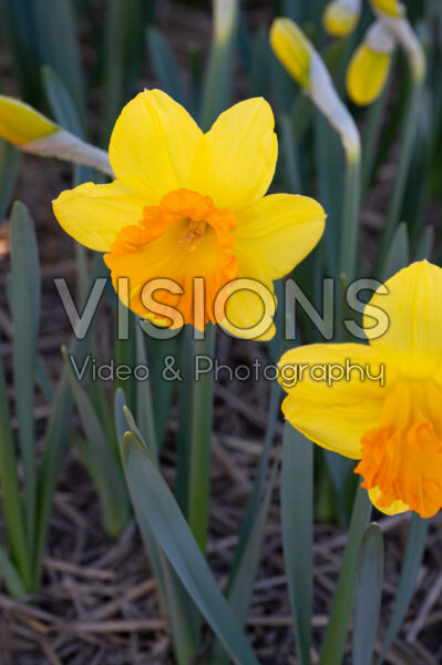 Narcissus Rockstar Narcissus Rockstar