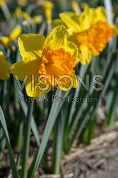 Narcissus Rockstar Narcissus Rockstar