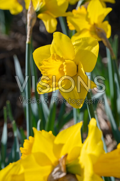 Narcissus Lowin Narcissus Lowin