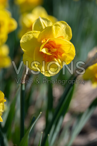 Narcissus Tamar Fire Narcissus Tamar Fire