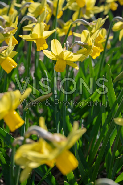 Narcissus Sissy Narcissus Sissy