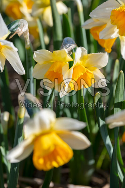 Narcissus Tangerine Beauty