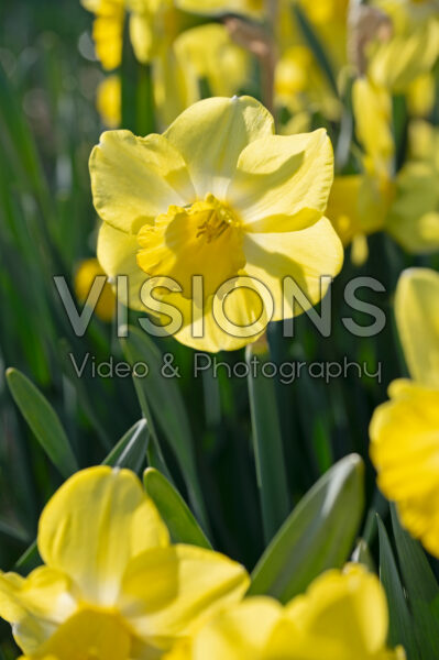 Narcissus Fellows Favourite Narcissus Fellows Favourite