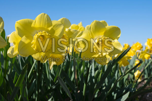 Narcissus Cairngorm