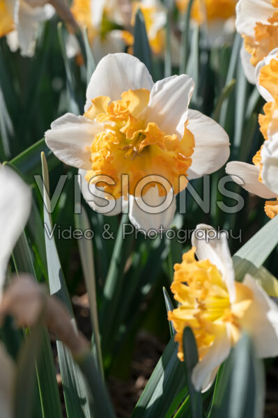 Narcissus Frilly Feller Narcissus Frilly Feller