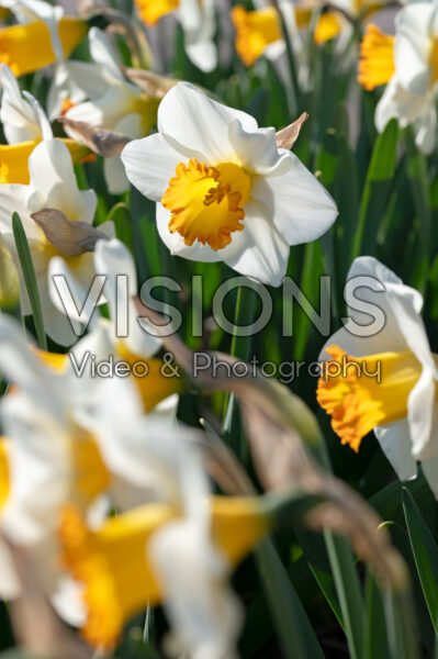 Narcissus Neemmemee Narcissus Neemmemee