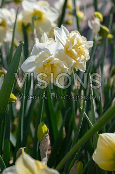 Narcissus Little Kiwi Narcissus Little Kiwi