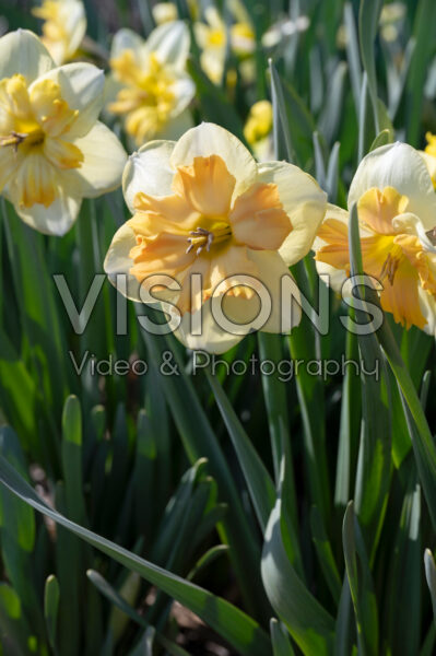 Narcissus Peachy Dream Narcissus Peachy Dream