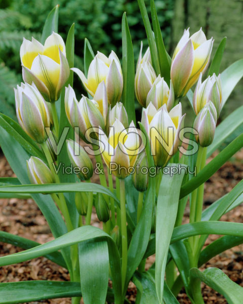 Tulipa Little Star