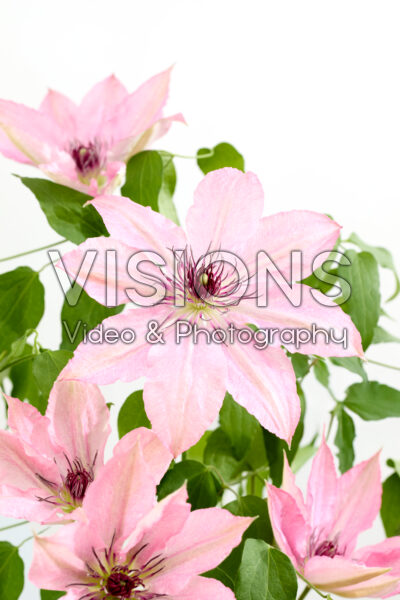 Clematis Sarah Elizabeth Clematis Sarah Elizabeth