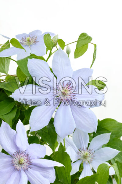 Clematis Bernadine Clematis Bernadine