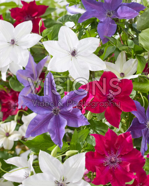 Clematis Three Sisters ® kleurenmix