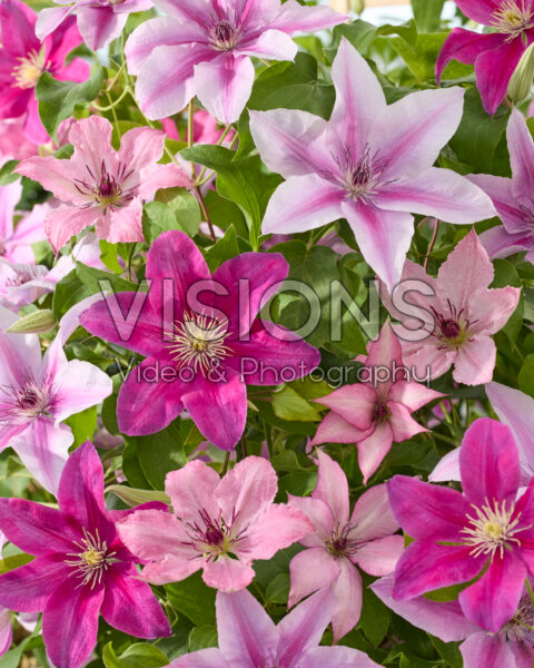 Clematis Three Sisters ® pink mix Clematis Three Sisters ® pink mix