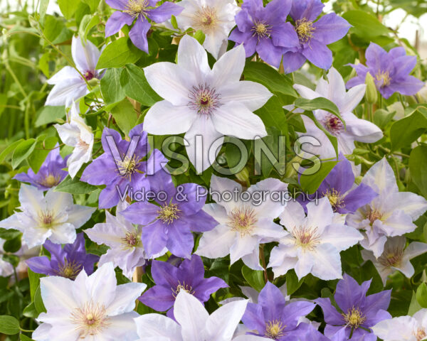 Clematis Three Sisters ® blauwe mix Clematis Three Sisters ® blauwe mix