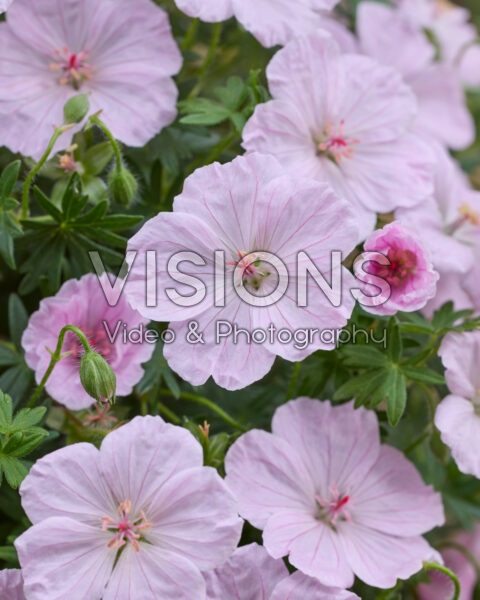 Geranium Frivolius™ Pink® Geranium Frivolius™ Pink®
