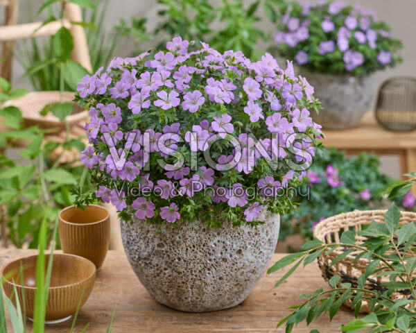 Geranium Frivolius™ Lilac® Geranium Frivolius™ Lilac®