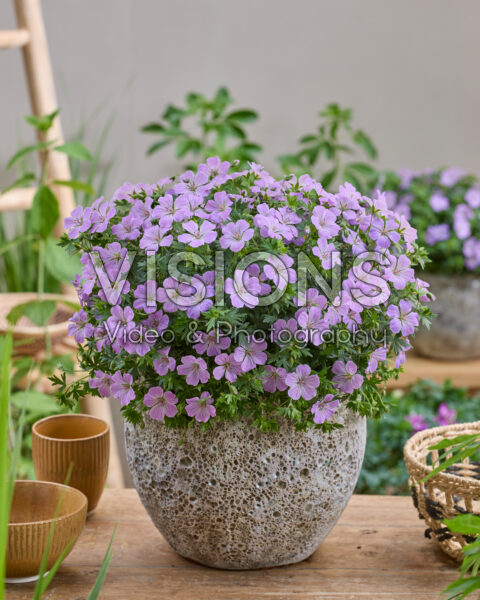 Geranium Frivolius™ Lilac® Geranium Frivolius™ Lilac®
