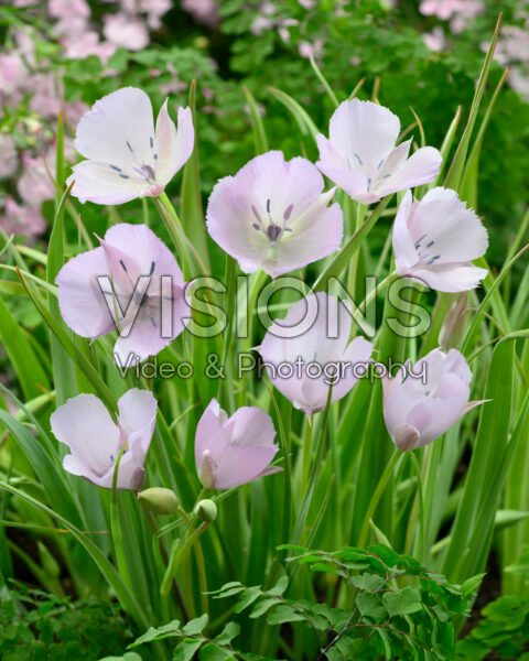 Calochortus Cupido
Calochortus Cupido