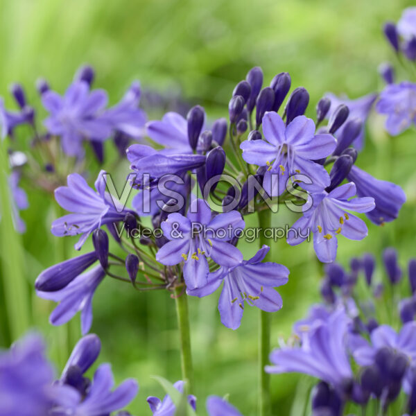 Agapanthus Fairy Blue Agapanthus Fairy Blue