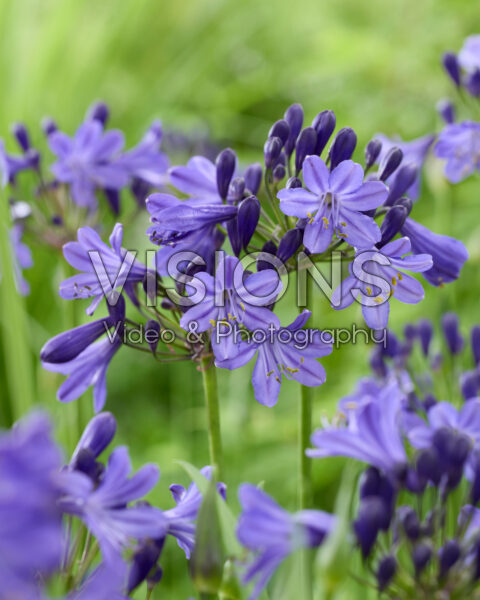 Agapanthus Fairy Blue Agapanthus Fairy Blue