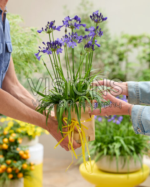 Agapanthus Fairy Blue Agapanthus Fairy Blue