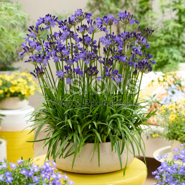 Agapanthus Fairy Blue Agapanthus Fairy Blue