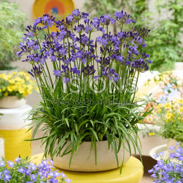 Agapanthus Fairy Blue Agapanthus Fairy Blue