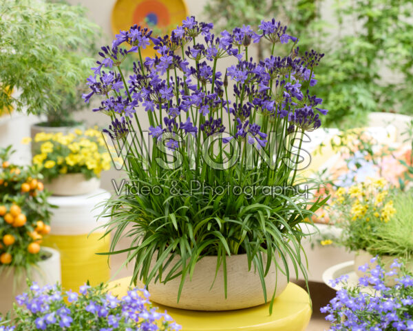 Agapanthus Fairy Blue Agapanthus Fairy Blue