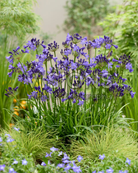 Agapanthus Fairy Blue Agapanthus Fairy Blue