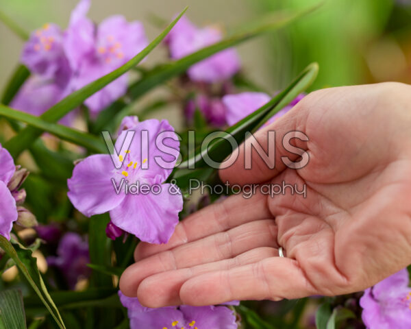 Tradescantia Sweet Elegance Tradescantia Sweet Elegance