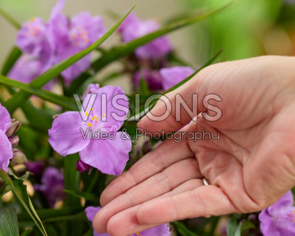 Tradescantia Sweet Elegance Tradescantia Sweet Elegance