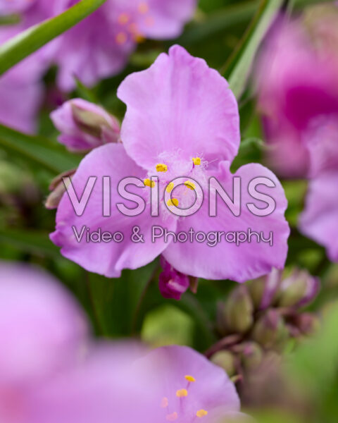 Tradescantia Sweet Elegance Tradescantia Sweet Elegance
