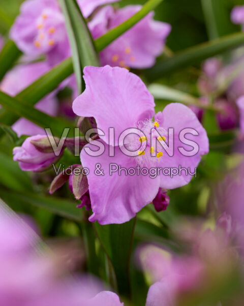 Tradescantia Sweet Elegance Tradescantia Sweet Elegance