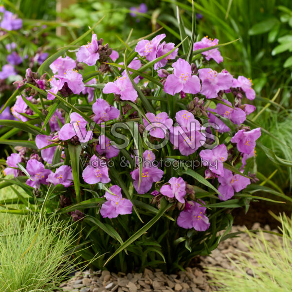 Tradescantia Sweet Elegance Tradescantia Sweet Elegance