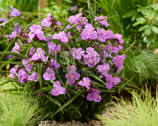 Tradescantia Sweet Elegance Tradescantia Sweet Elegance