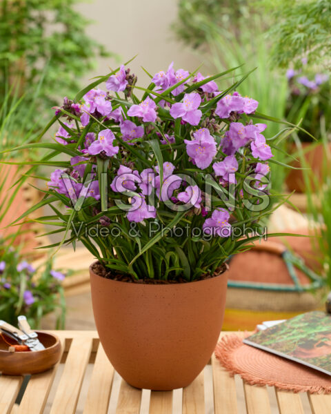 Tradescantia Sweet Elegance Tradescantia Sweet Elegance