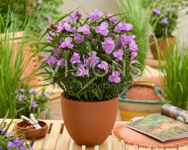 Tradescantia Sweet Elegance Tradescantia Sweet Elegance