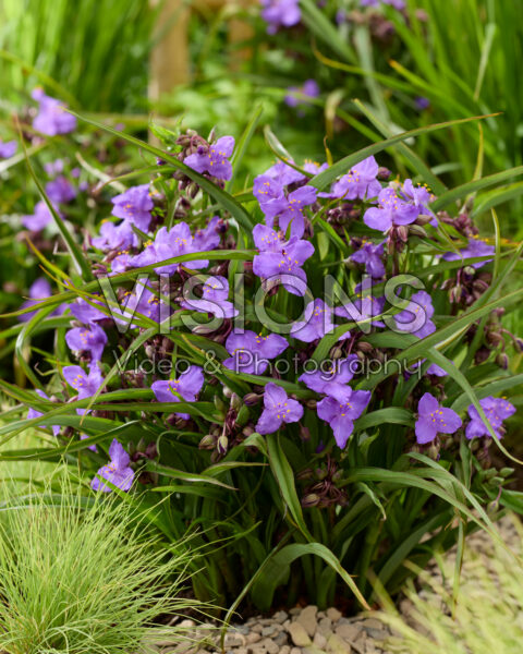 Tradescantia Sweet Sapphire Tradescantia Sweet Sapphire