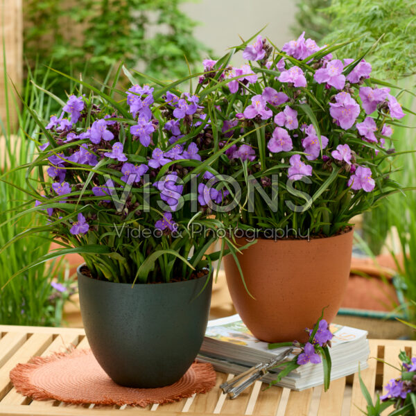 Tradescantia Sweet Elegance, Sweet Sapphire Tradescantia Sweet Elegance, Sweet Sapphire